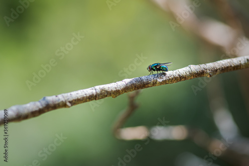 common green bottle fly, Lucilia sericata, resting in a plant in summer