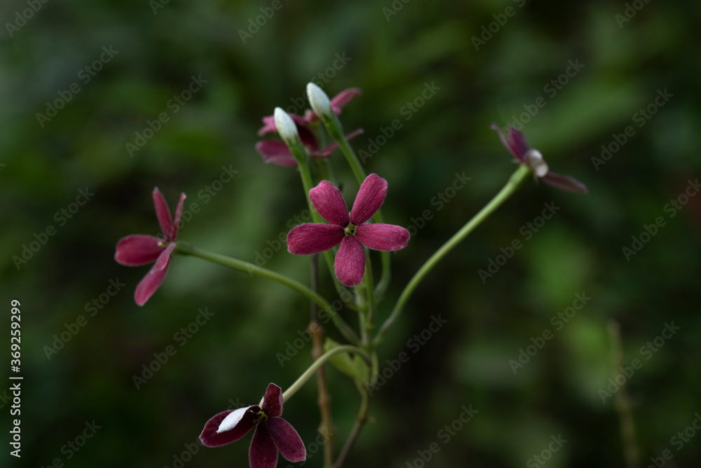 Fototapeta premium Madhumalti flower