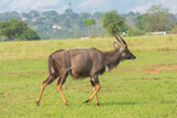 Nyala in Milwane Wildlife Sanctuary, Manzini District, Eswatini, Southern Afrika