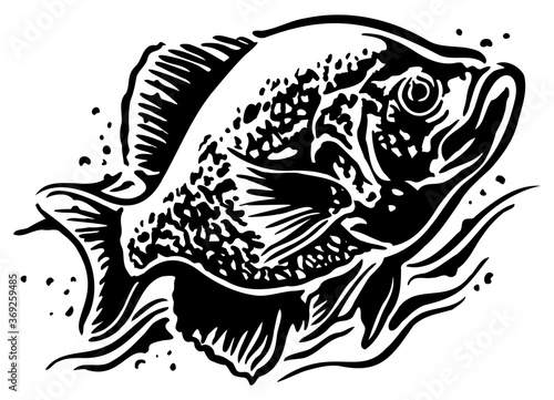Canvas Print Black Crappie fish