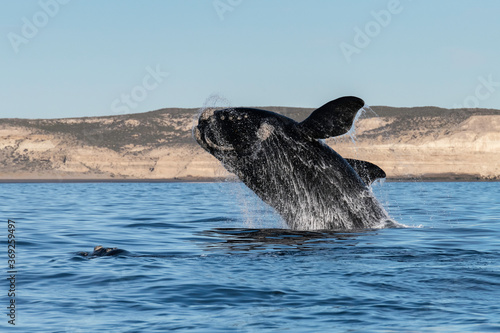 Southern Right Whale, Eubalaena australis, breaching, Nuevo Gulf, Valdes Peninsula, Argentina, a UNESCO World Heritage site.