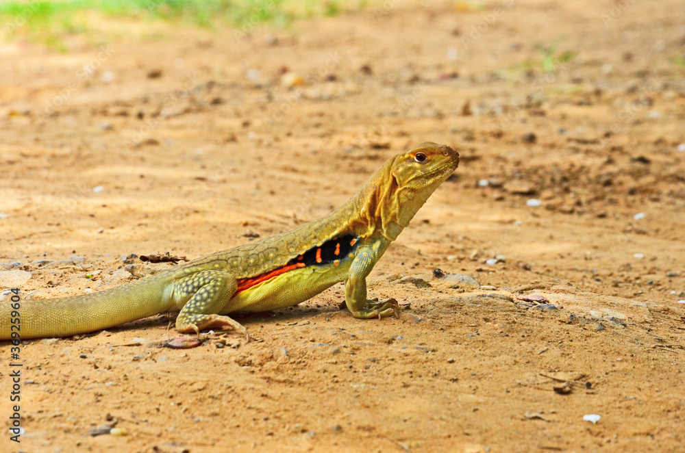 Beautiful colored butterfly lizard on the ground Beautiful colored butterfly lizard on the ground
