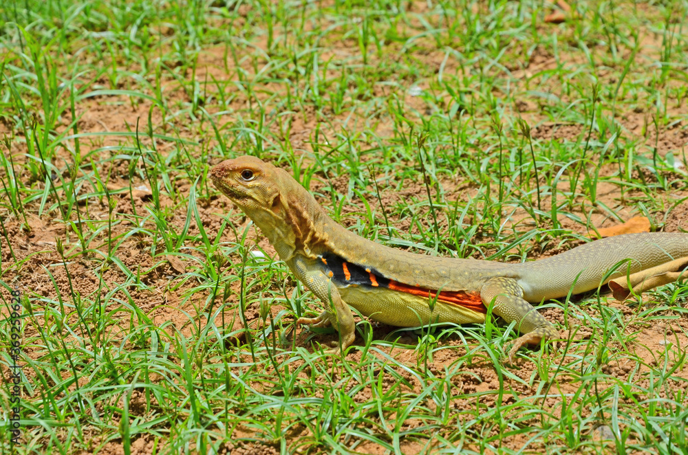 Fototapeta premium Beautiful colored butterfly lizard with green grass on the ground