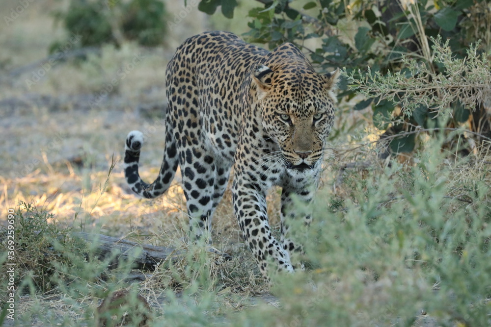 Fototapeta premium Leopard