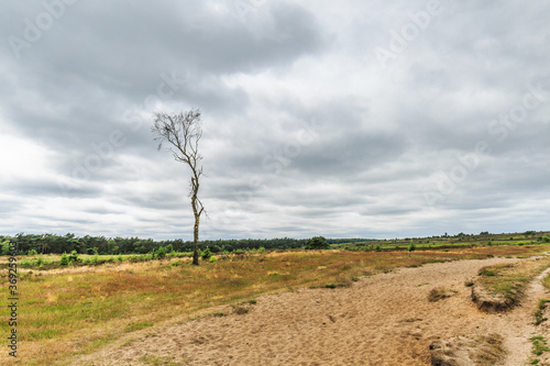 Landscape Rozendaalse Veld in the Dutch province of Gelderland during the drought 2018 views over dried grass, old ox cart traces and solitary trees against dark cloudy sky