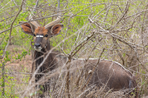 Kudu in Hlane Nationalpark, Lubombo Province, Eswatini, southern Africa photo