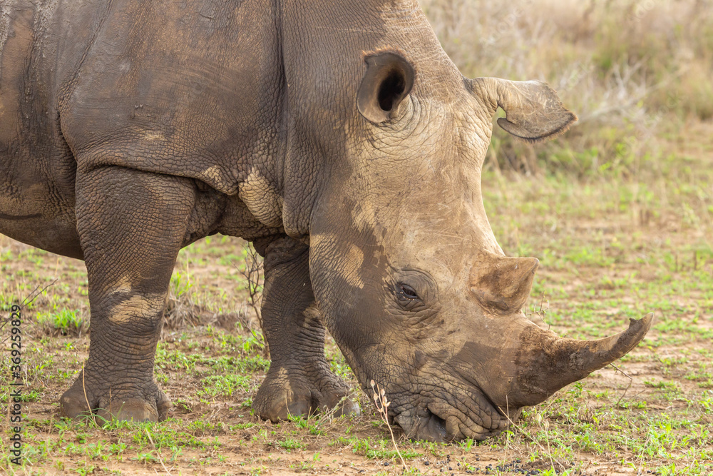 White Rhino in Hlane Nationalpark, Lubombo Province, Eswatini, southern Africa White Rhino in Hlane Nationalpark, Lubombo Province, Eswatini, southern Africa