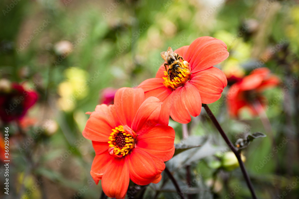 Pollination Pollination