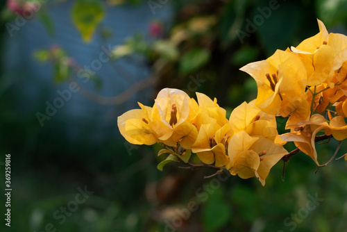 Yellow bougainvillea flower in the garden.