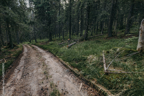 A train traveling down train tracks near a forest