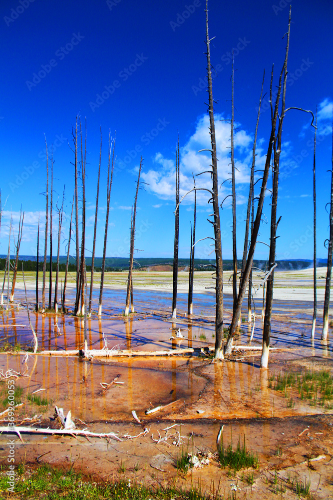 des arbres morts dans le black sand basin dans le parc national du yellowstone aux Etats Unis des arbres morts dans le black sand basin dans le parc national du yellowstone aux Etats Unis
