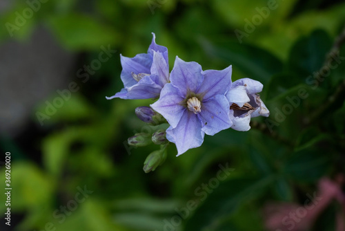  Beautiful bellflower