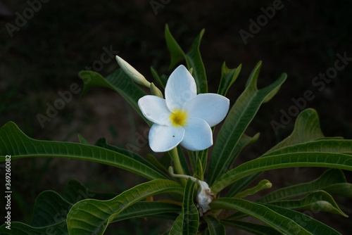 white flower in the garden