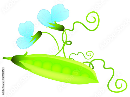 Green pea pod and flower isolated on white background.