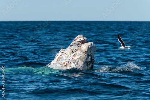  Rare white Southern Right Whale calf ,Eubalaena australis, breaching, Nuevo Gulf, Valdes Peninsula, Argentina, a UNESCO World Heritage Site.