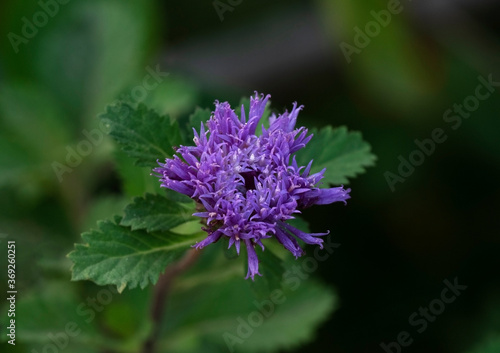Centratherum punctatum cass  