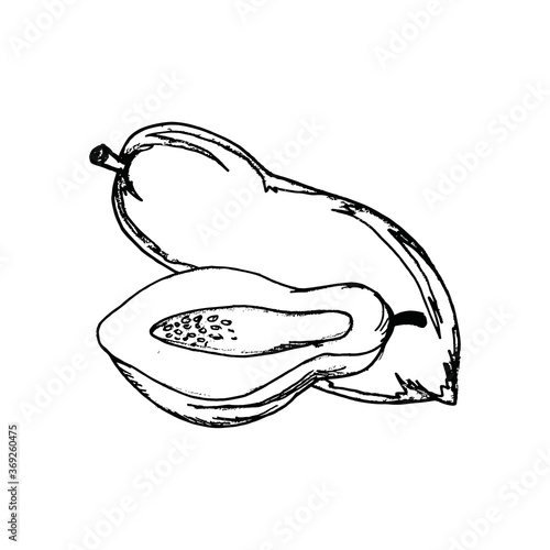 Papaya Hand Drawn