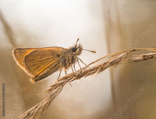 Nahaufnahme von einen Schmetterling der mit zusammengefalteten Flügeln auf einen gebogenen Grashalm sitzt.
