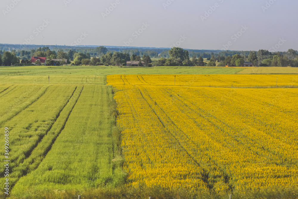 Landscape green and yellow fields. rapeseed fields.
