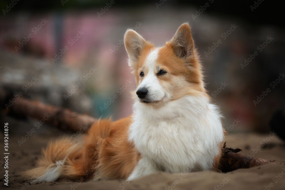 Welsh Corgi Pembroke dog sitting in the sand Welsh Corgi Pembroke dog sitting in the sand
