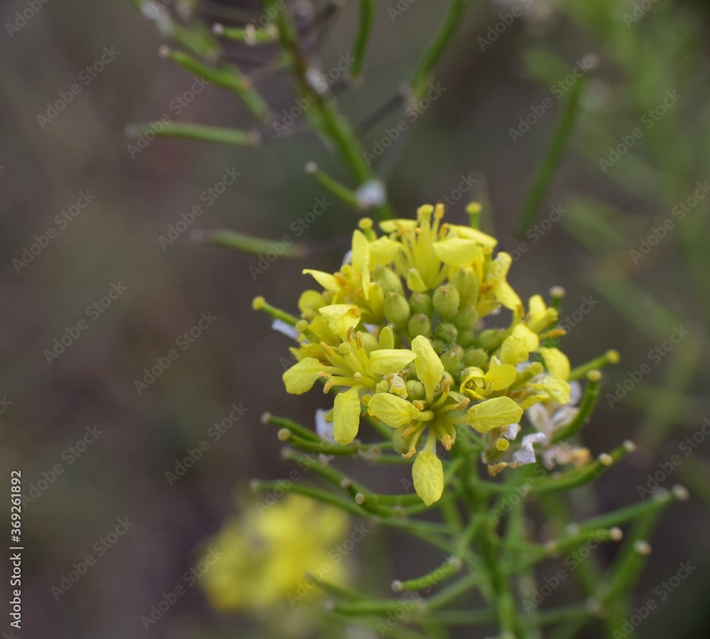 Small yellow flowers of Descurainia sophia plant. Small yellow flowers of Descurainia sophia plant.