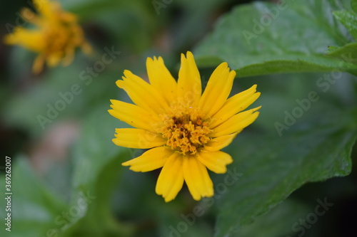 imagen fotográfica de alta calidad mostrando flor amarilla