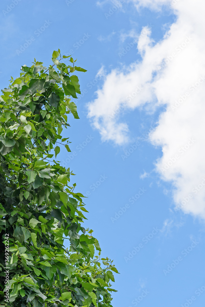 In the summer after winter pruning the branches of the poplar grew leaves directly from its trunk In the summer after winter pruning the branches of the poplar grew leaves directly from its trunk