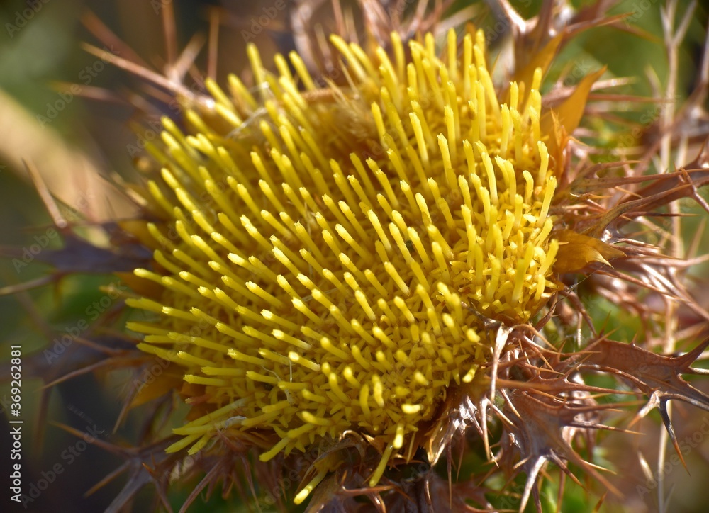 Detail of yellow flower of Carlina hispanica. Detail of yellow flower of Carlina hispanica.