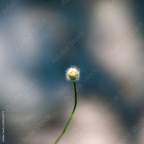 wild poppy bud with a blurred background 