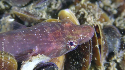 Funny fish Connemarra clingfish (Lepadogaster candolii) on a stone overgrown with mussels, turns its eyes, close-up. photo