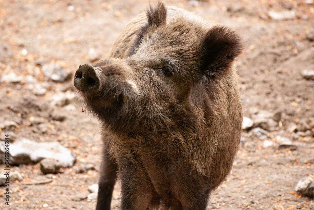 Fototapeta premium junges Wildschwein