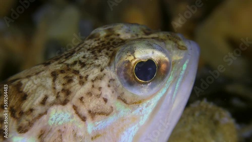 Toxic fish Greater weever (Trachinus draco) actively turns its eyes, extreme close-up. photo