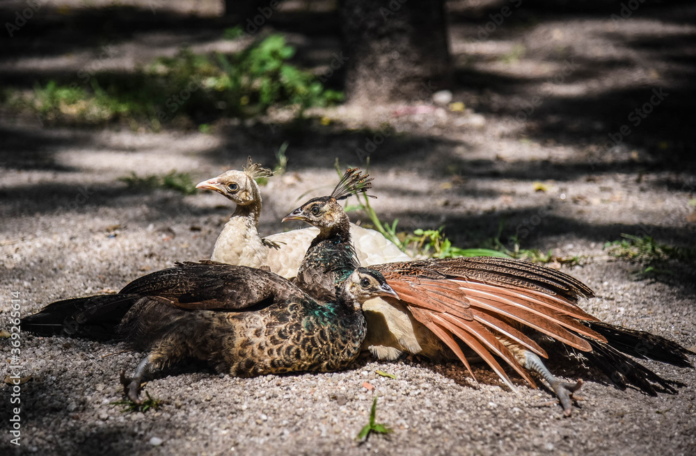Obraz premium Peacock family sunbathe in Kaeng Som Maew Forest Park, Suan Phueng District, Ratchaburi Province, Thailand, 26 July 2020