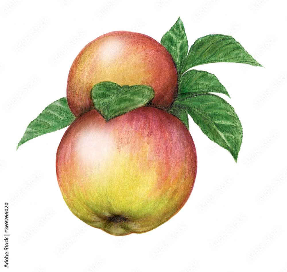 apple, fruit, watercolor hand-drawn drawing of a fruits, isolated illustration on a white background apple, fruit, watercolor hand-drawn drawing of a fruits, isolated illustration on a white background
