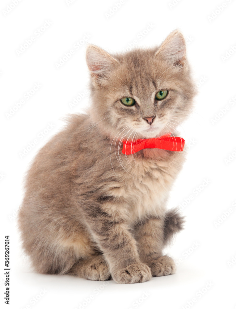 Small gray kitten. Small gray kitten.