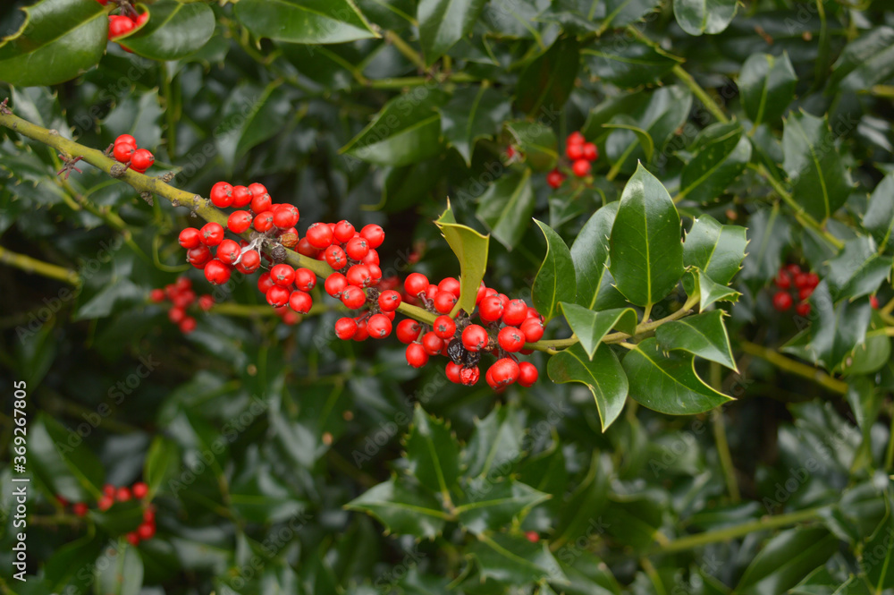 Obraz premium bright red berries on a throny plant