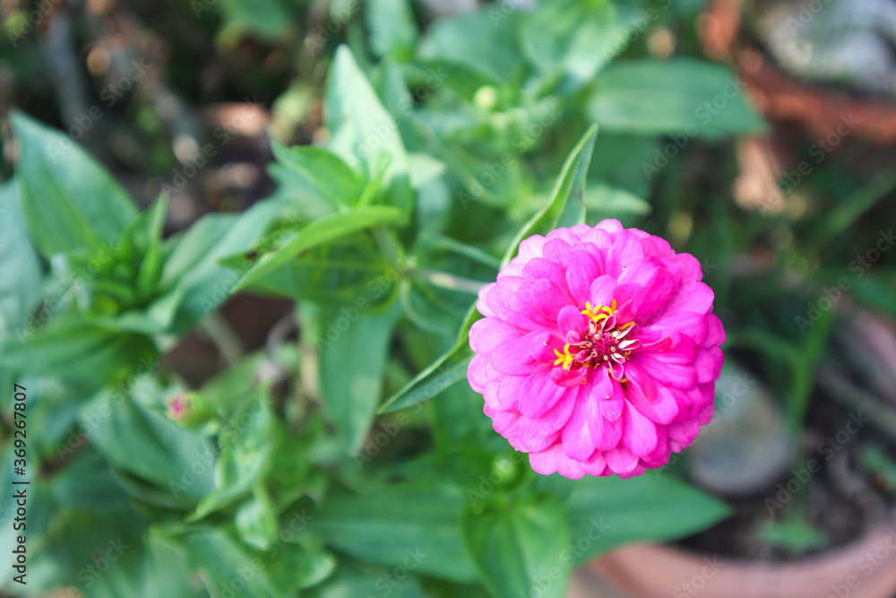 Pink marigold blooming on a tree with a natural background Pink marigold blooming on a tree with a natural background