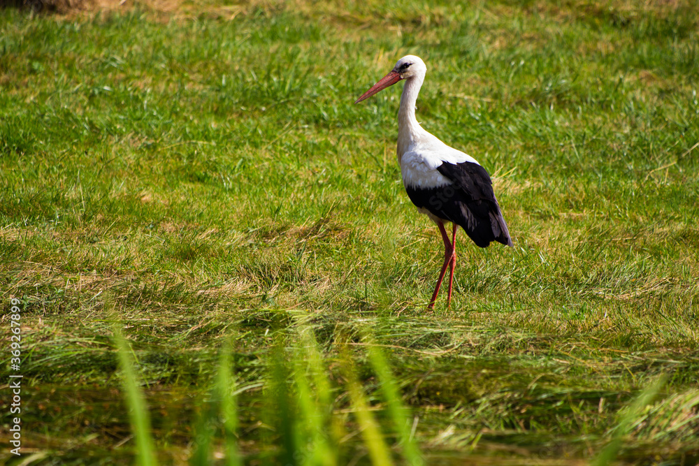 Fototapeta premium a stork in a field of mowed grass