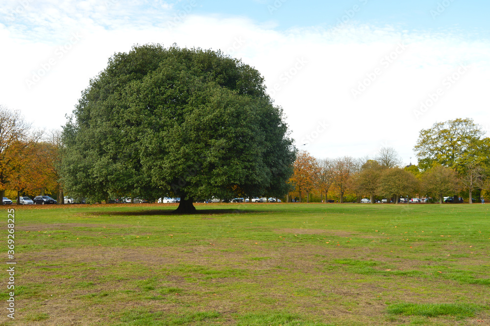 image of a giant tree on a lawn with no other trees nearby