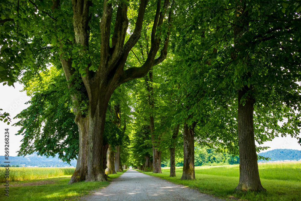 Peaceful tree line country road with in spring with green leaves.