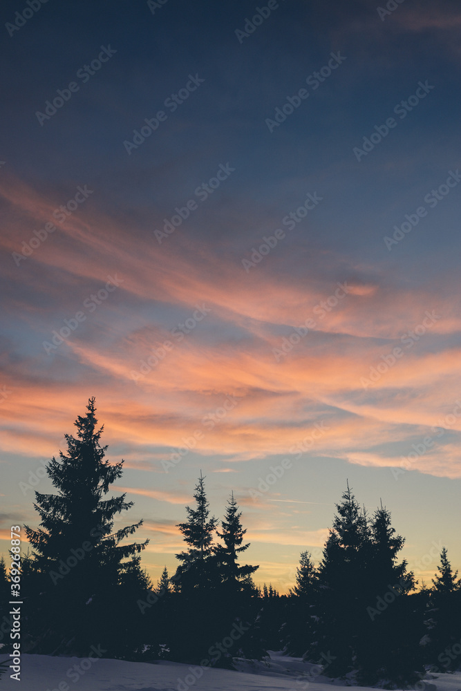 View of a beautiful sunset in the background against a pine tree silhouette.