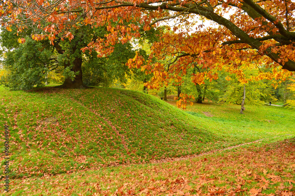 Fototapeta premium beautiful landscape with fallen leaves of yellow and brown colours