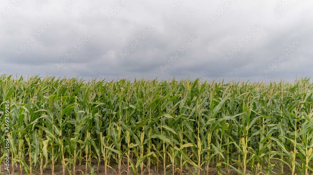 Crops in a field near Pieterburen, The Netherlands Crops in a field near Pieterburen, The Netherlands