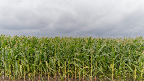 Crops in a field near Pieterburen, The Netherlands