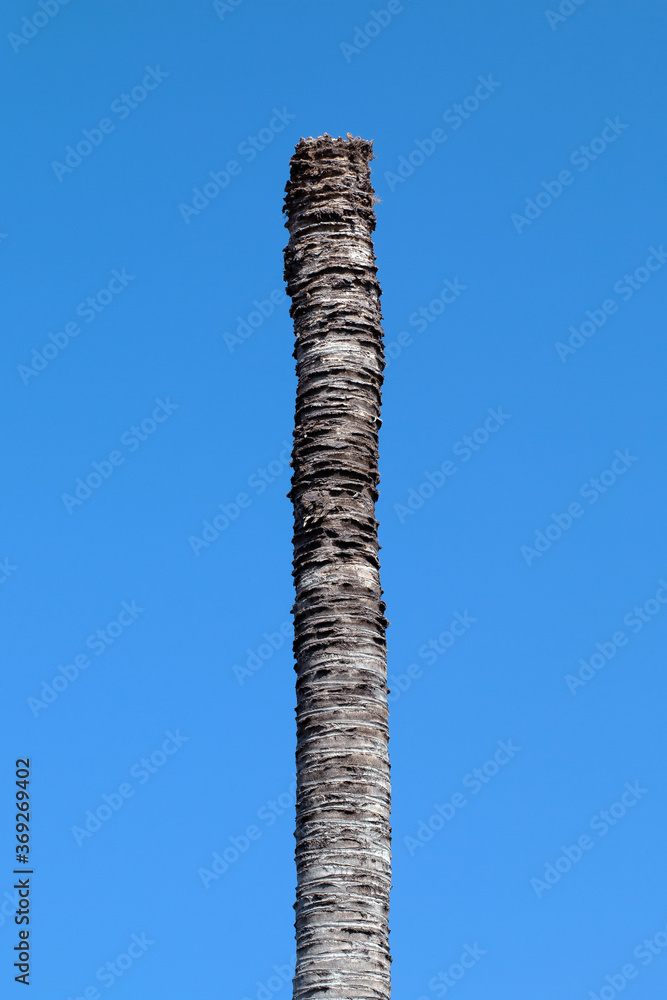 coconut trunk on sky blue, palm tree trunk single