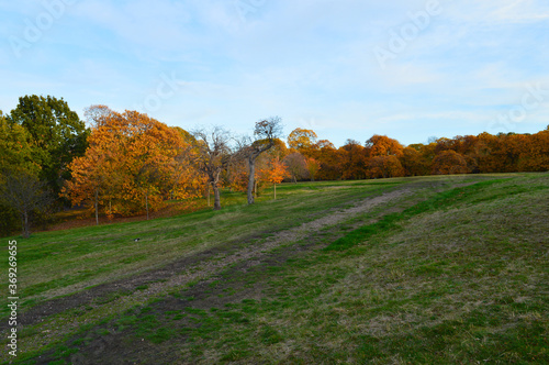 landscape with green grass and colourful trees in the background with blue sky