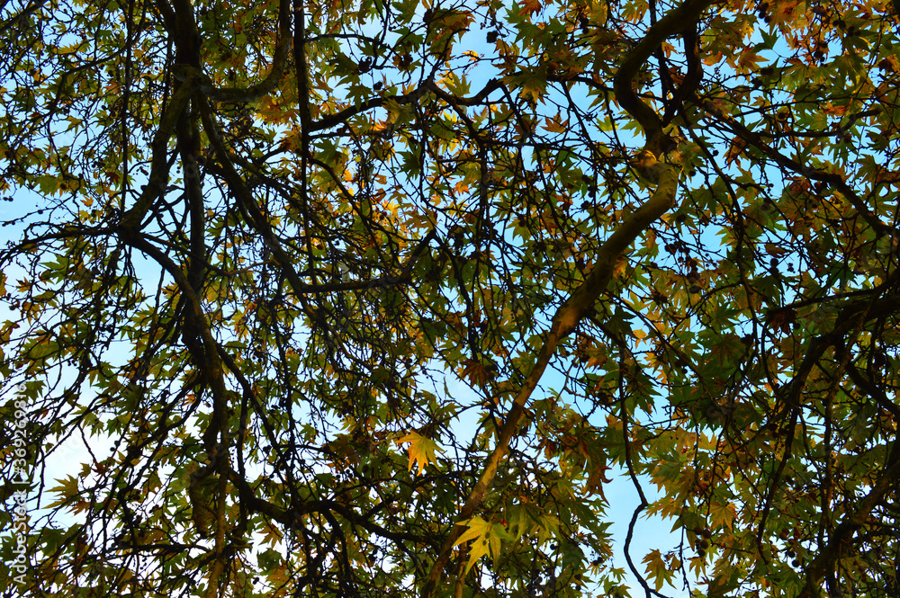 Fototapeta premium image of a tree branch against blue sky