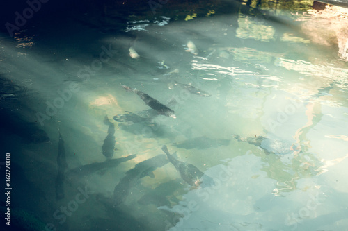 Small flock of catfish in green water in forest