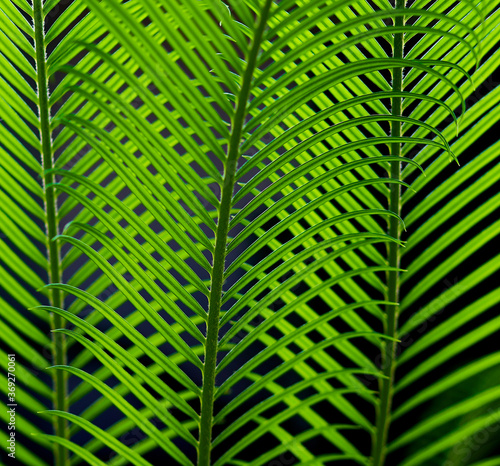 cicus palm leaves grow on black background