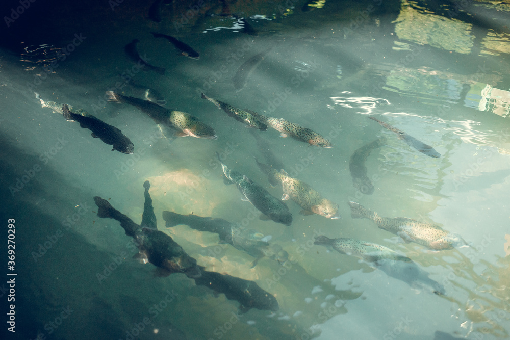 Fototapeta premium Small flock of catfish in green water in forest